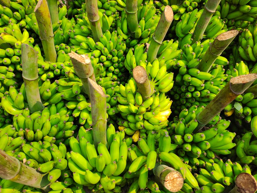 Recettes anti-gaspi : utiliser bananes trop mûres