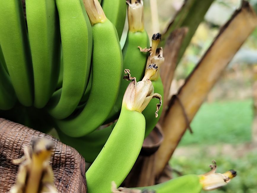 Recettes anti-gaspi : utiliser bananes trop mûres